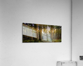 Forest Acrylic Print