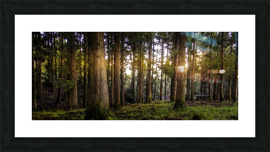 Forest Picture Frame print