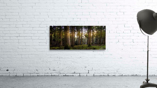 Forest Wall Preview