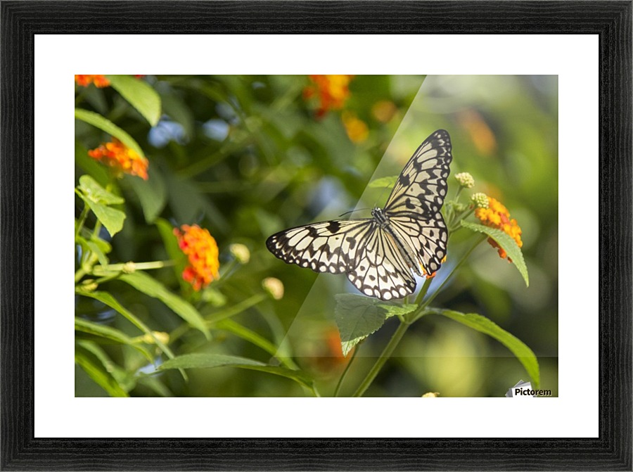 RicePaper Butterfly Picture Frame print