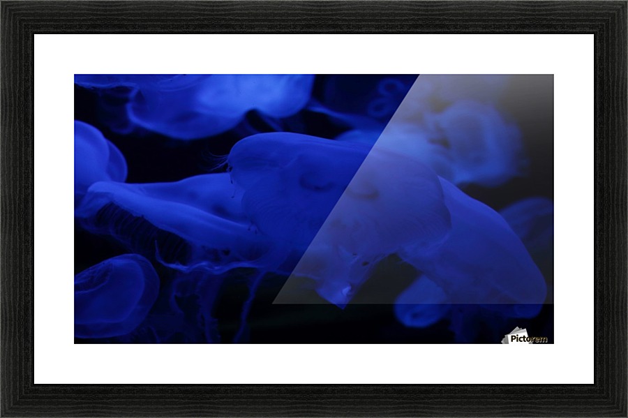 Meduses Picture Frame print
