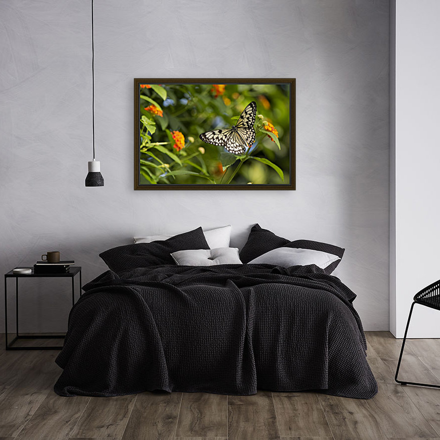 RicePaper Butterfly Reproduction