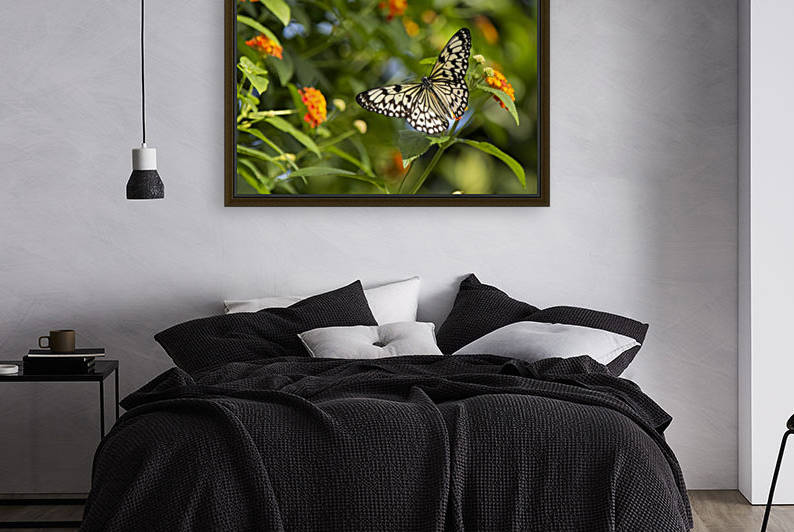 RicePaper Butterfly Reproduction