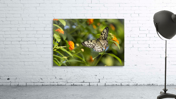 RicePaper Butterfly Wall Preview