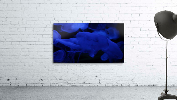 Meduses Wall Preview
