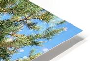 IMG 0286 HD Metal print
