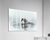 Duck Island  Acrylic Print