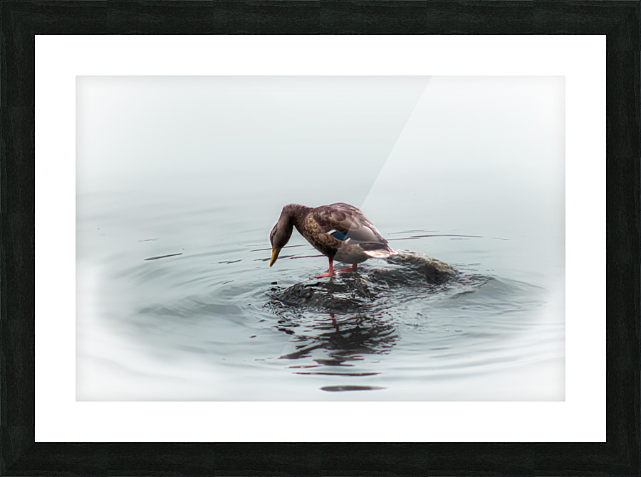 Duck Island  Picture Frame Printing
