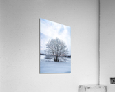 Frosty Tree Acrylic Print