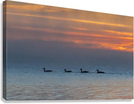 Ducks At Sunrise Canvas Print