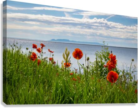 2022 Poppies Canvas Print