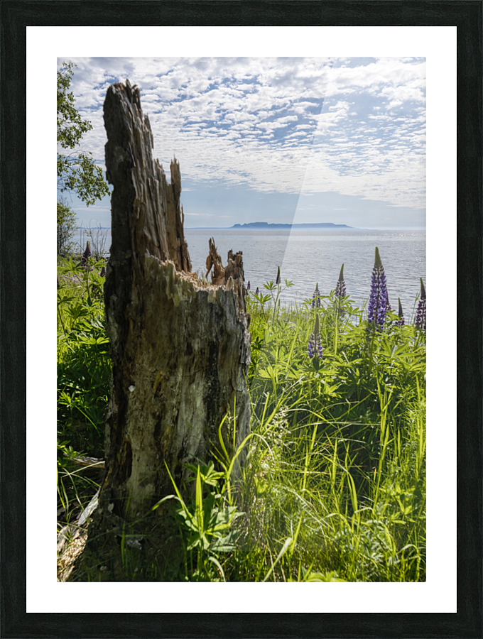 Broken Tree Picture Frame print