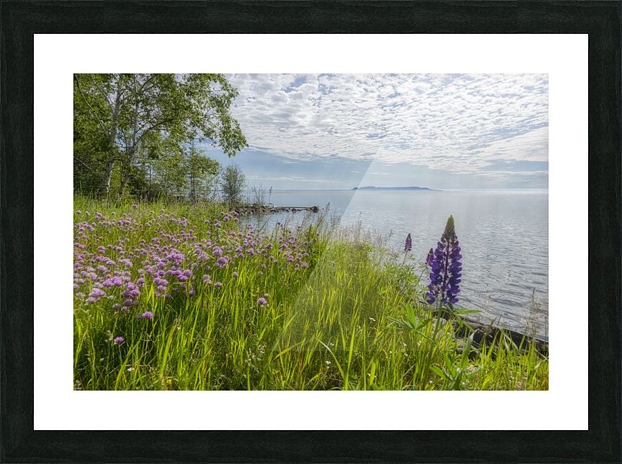 Flowers  The Giant Picture Frame print