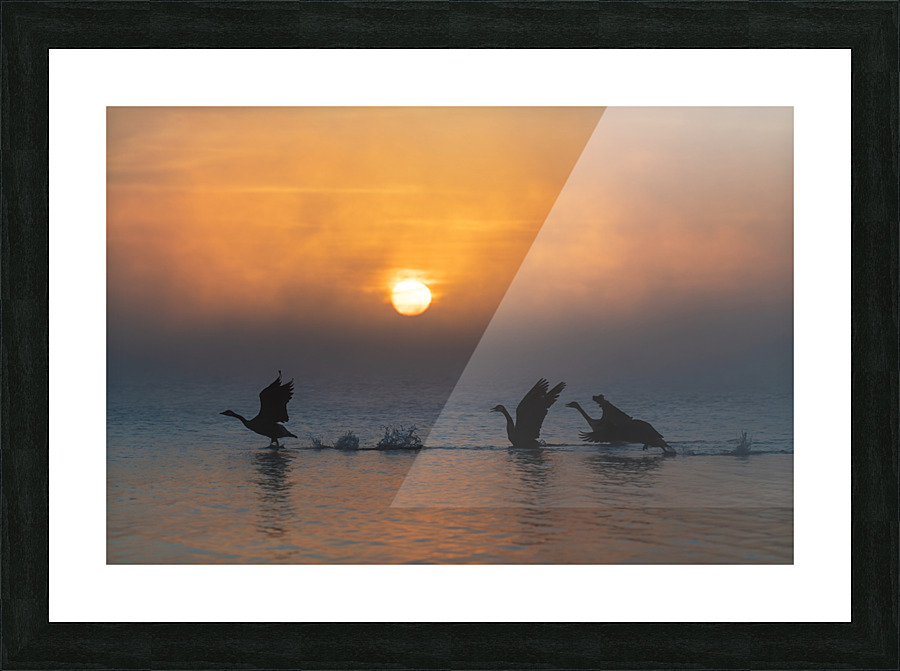 Canada Goose Taking Flight Picture Frame print