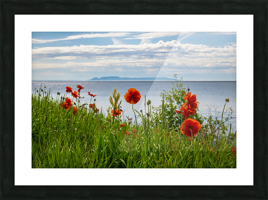 2022 Poppies Picture Frame print
