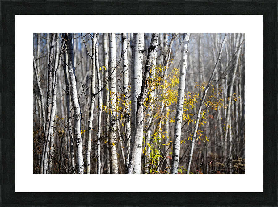 Birch Picture Frame print
