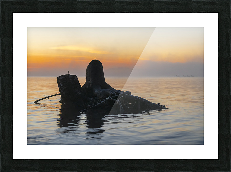 Stumped Picture Frame print