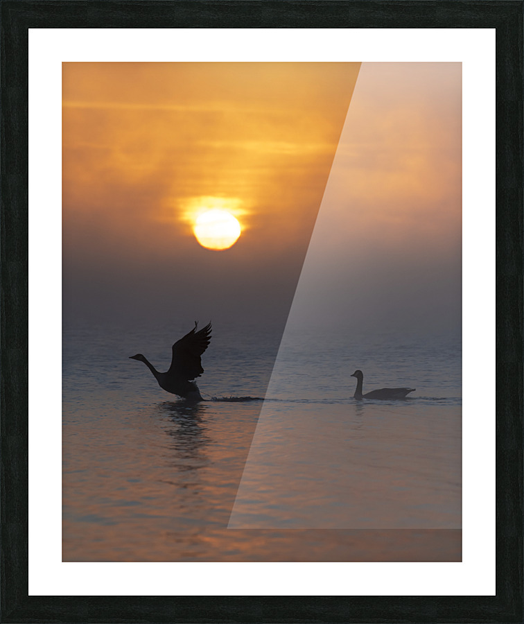 Taking Flight Picture Frame print