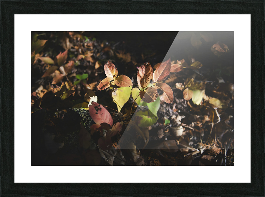 Nurturing Light Picture Frame print