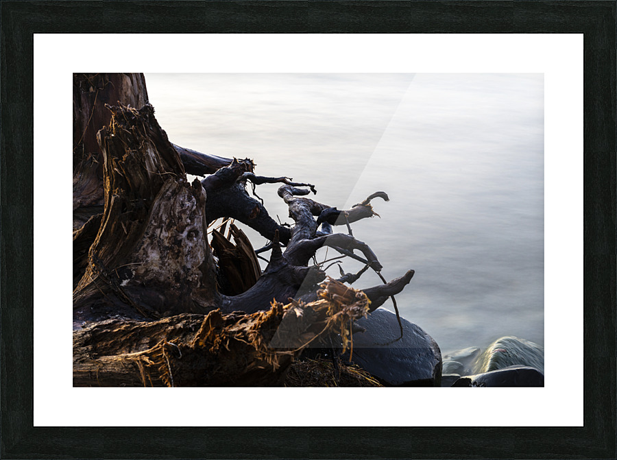 Roots Picture Frame print