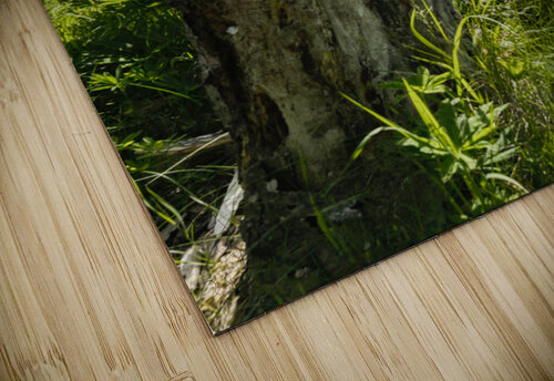 Broken Tree Blair Wright puzzle