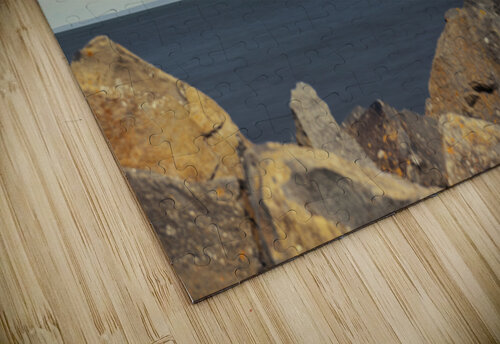 Rocky Rays Blair Wright puzzle