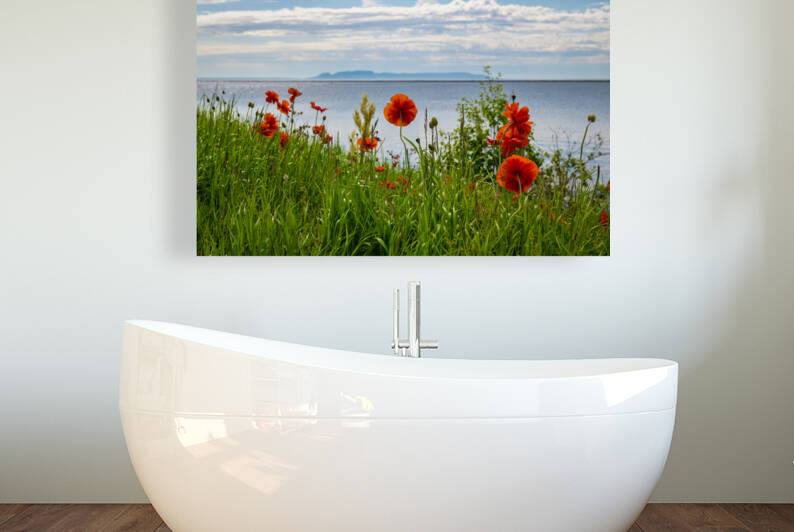 2022 Poppies Reproduction