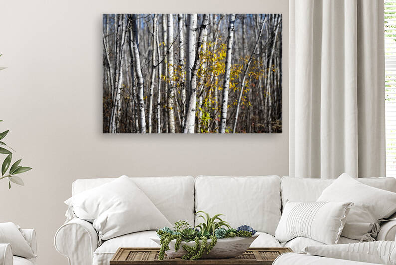 Birch Reproduction