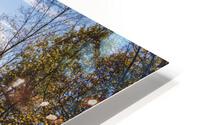 Fall Road 2 HD Metal print