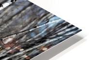 Birch HD Metal print