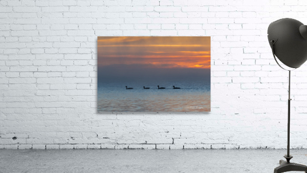 Ducks At Sunrise Wall Preview