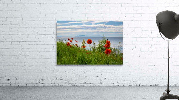 2022 Poppies Wall Preview