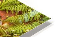 Captivee - MiLe HD Metal print