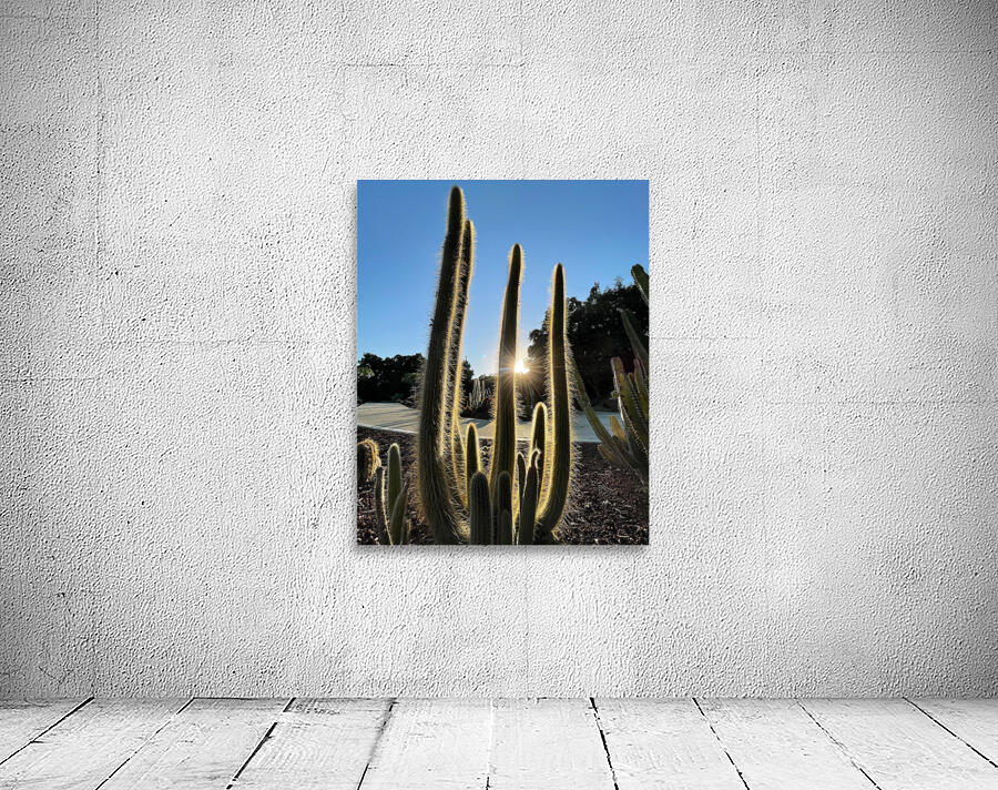 Cactus Wall Preview