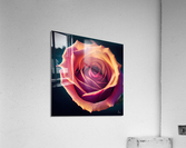 Rose Acrylic Print