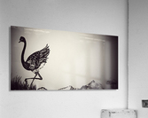 Bird Acrylic Print