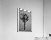 Peacock Feather Acrylic Print