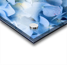 Carolina Blue Acrylic print