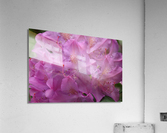 Rhododendron  Acrylic Print