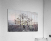 Thinking Tree Acrylic Print
