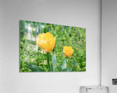 Two Tulips Acrylic Print