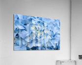 Carolina Blue Acrylic Print