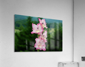 Perfect Pink Acrylic Print