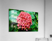 Butterfly Flower Acrylic Print