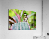 Translucent Wings Acrylic Print