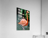 Super Flamingo Acrylic Print