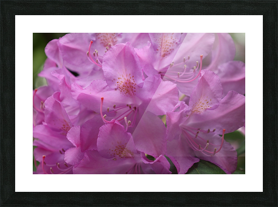 Rhododendron  Picture Frame print
