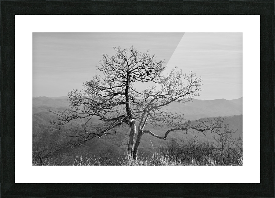 Thinking Tree Picture Frame print