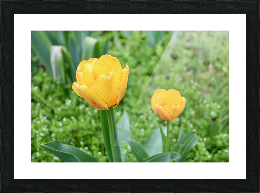 Two Tulips Picture Frame print