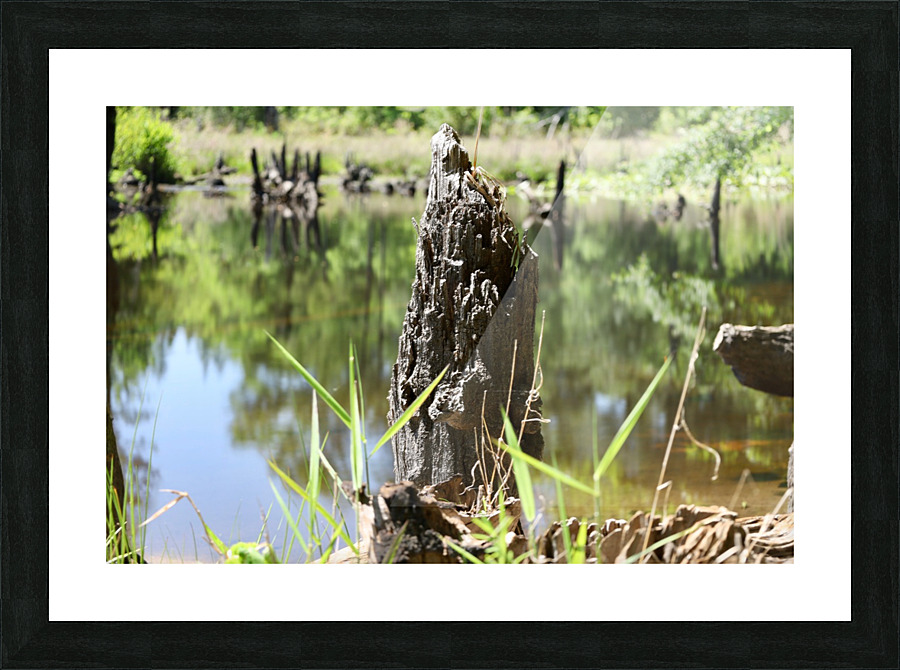 Swamp Reflections Picture Frame print